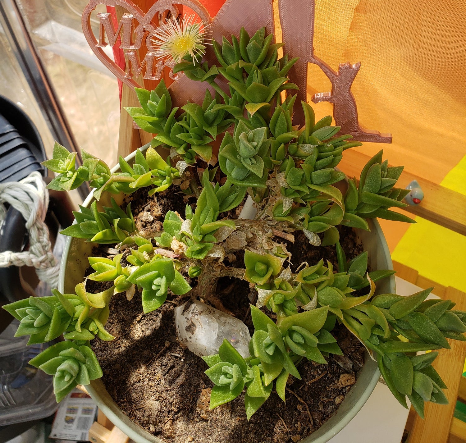 Kanna plant in a green pot on a bamboo plant stand with striped colored flag in background. - Kanna's Botanicals