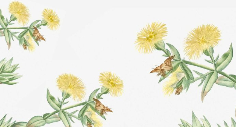 White background with kanna plant leaved branches reaching into the background with yellow leaves. Picture from https://www.acslab.com/wellness/kanna-psychoactive-alkaloids
 - Kanna's Botanicals