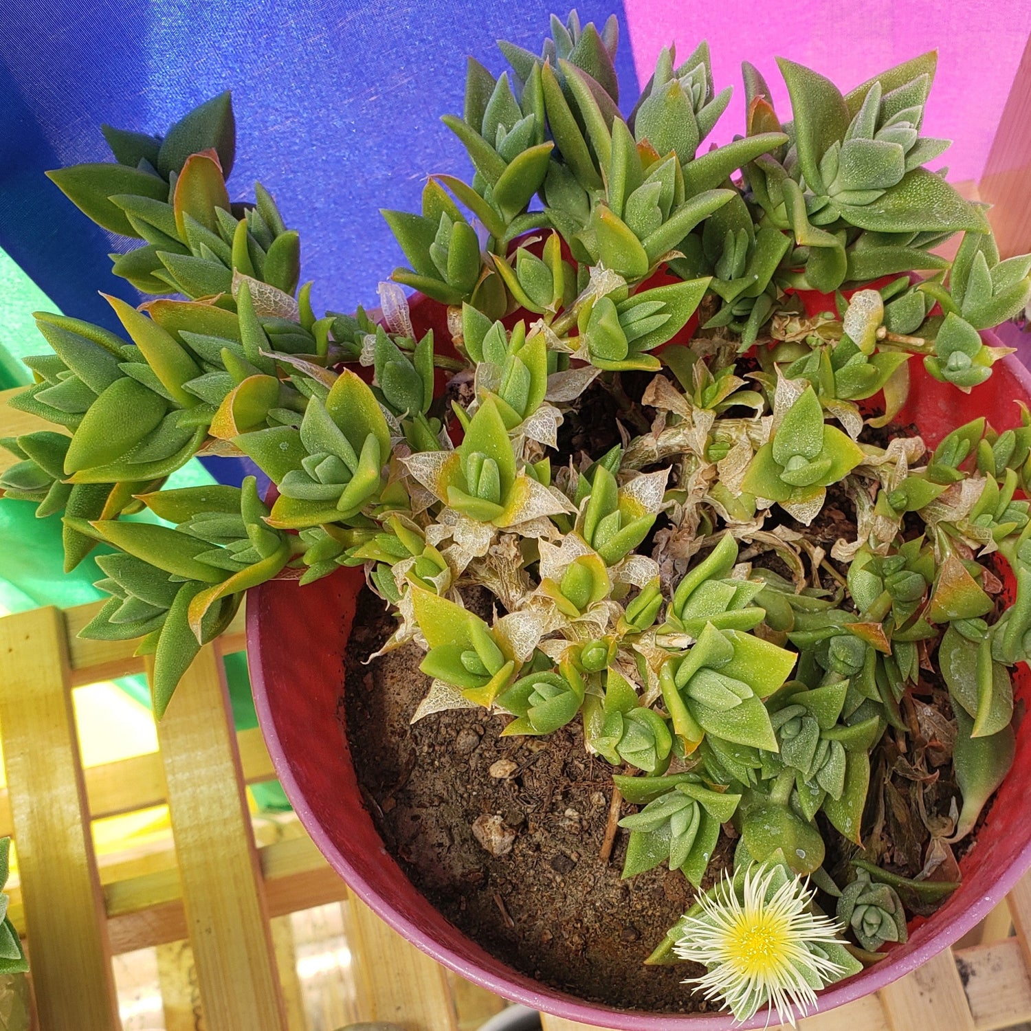 Kanna plant in a red pot on a bamboo plant stand with striped colored flag in background. - Kanna's Botanicals