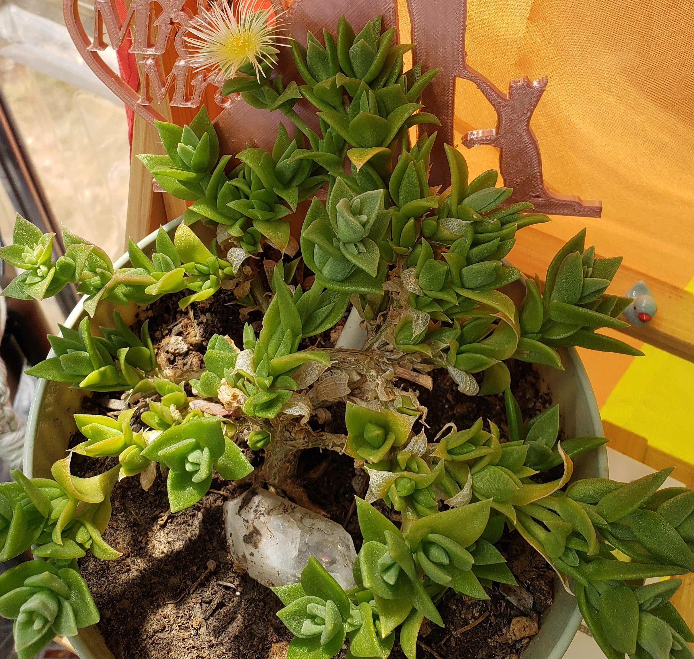 Kanna plant in a green pot on a bamboo plant stand with striped colored flag in background. - Kanna's Botanicals