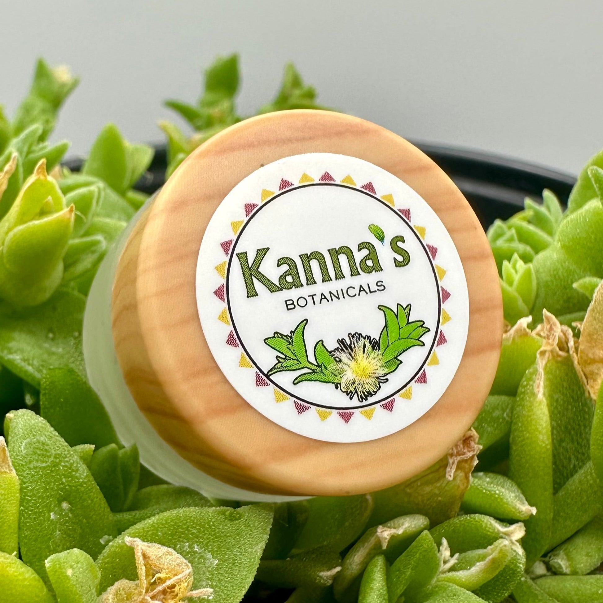 Small opaque glass jar with a wooden lid with Kanna's Botanicals logo sticker on top of green kanna plant in a black pot in front of a white background. 
Product: Kanna Full Spectrum Extract Powder (1g jar). 
- Kanna's Botanicals LLC