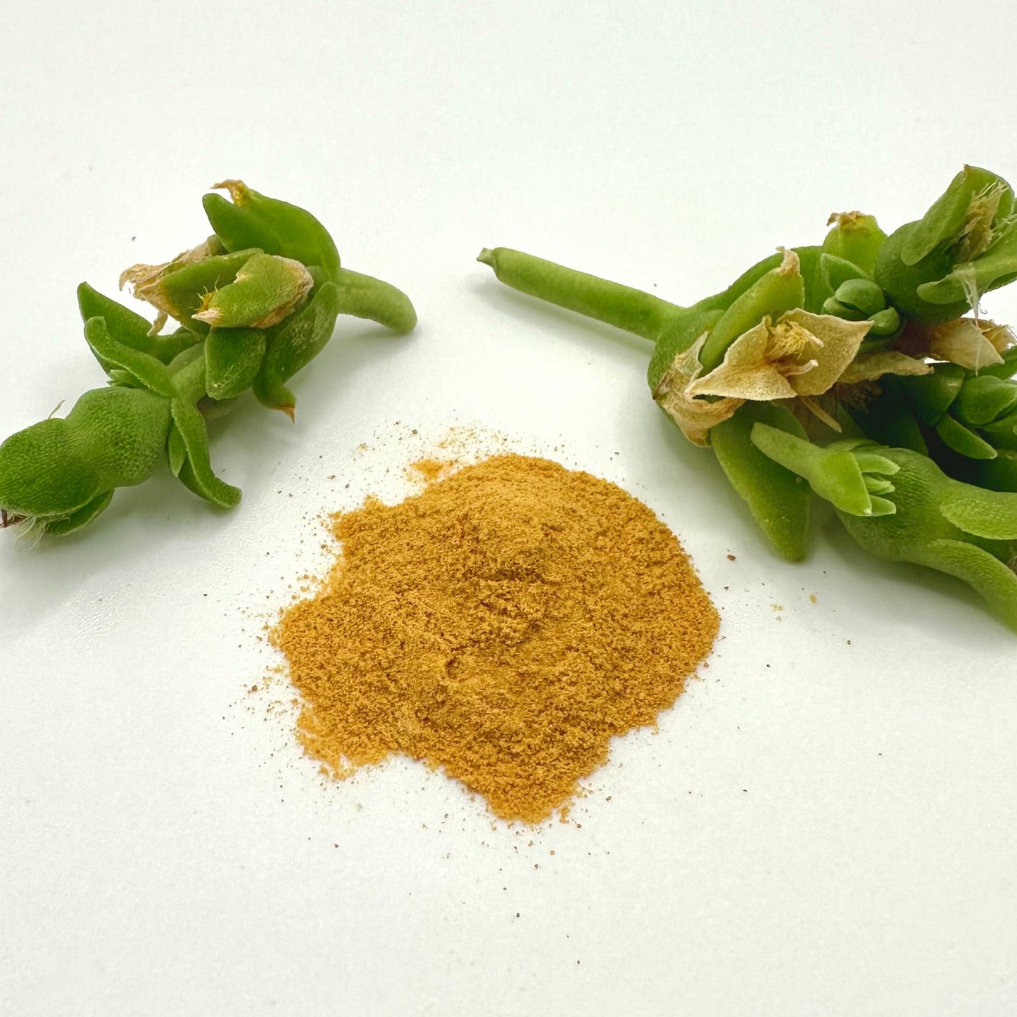 White background with tannish orange Kanna Full Spectrum Extract  Powder at center with green kanna plant stocks on each side of powder.
Product: Kanna Full Spectrum Extract Powder (1g jar). 
- Kanna's Botanicals LLC