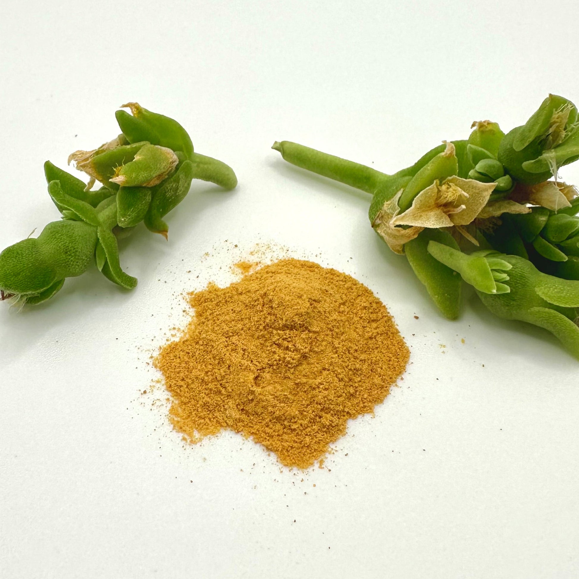 White background with tannish orange Kanna Full Spectrum Extract  Powder at center with green kanna plant stocks on each side of powder.
Product: Kanna Full Spectrum Extract Powder (1g jar). 
- Kanna's Botanicals LLC