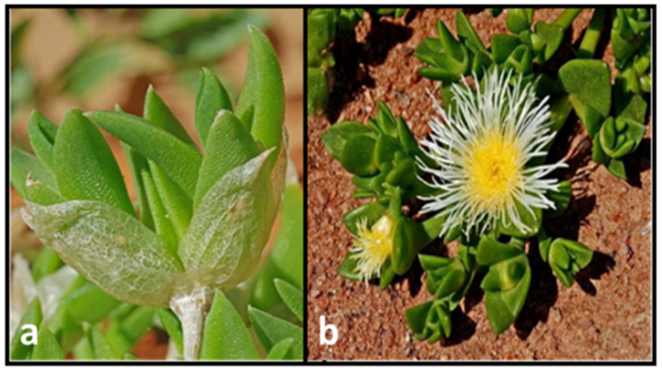 a. Up close image of kanna leafs with dried ones at the base of the leaf cluster. b. Green kanna plant with white flowers on a red soil. Picture from https://www.mdpi.com/1420-3049/26/9/2557
 - Kanna's Botanicals