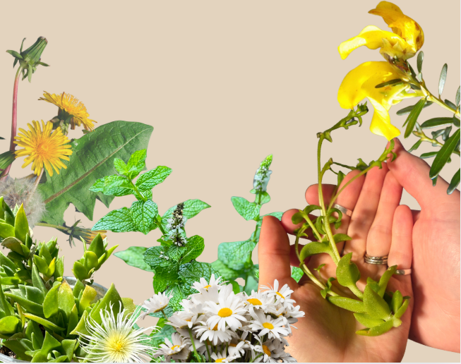 Hands holding a variety of green plants and flowers against a beige background. - Kanna's Botanicals