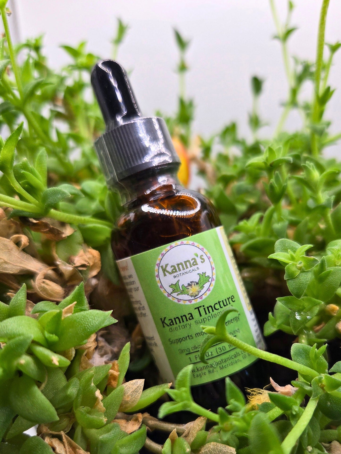 Kanna Full Spectrum Tincture (30mL Bottle) surrounded by green succulent like kanna plants in a green planter in front of a white background.
Product: Kanna Full Spectrum Tincture (30mL Bottle) 
- Kanna's Botanicals LLC