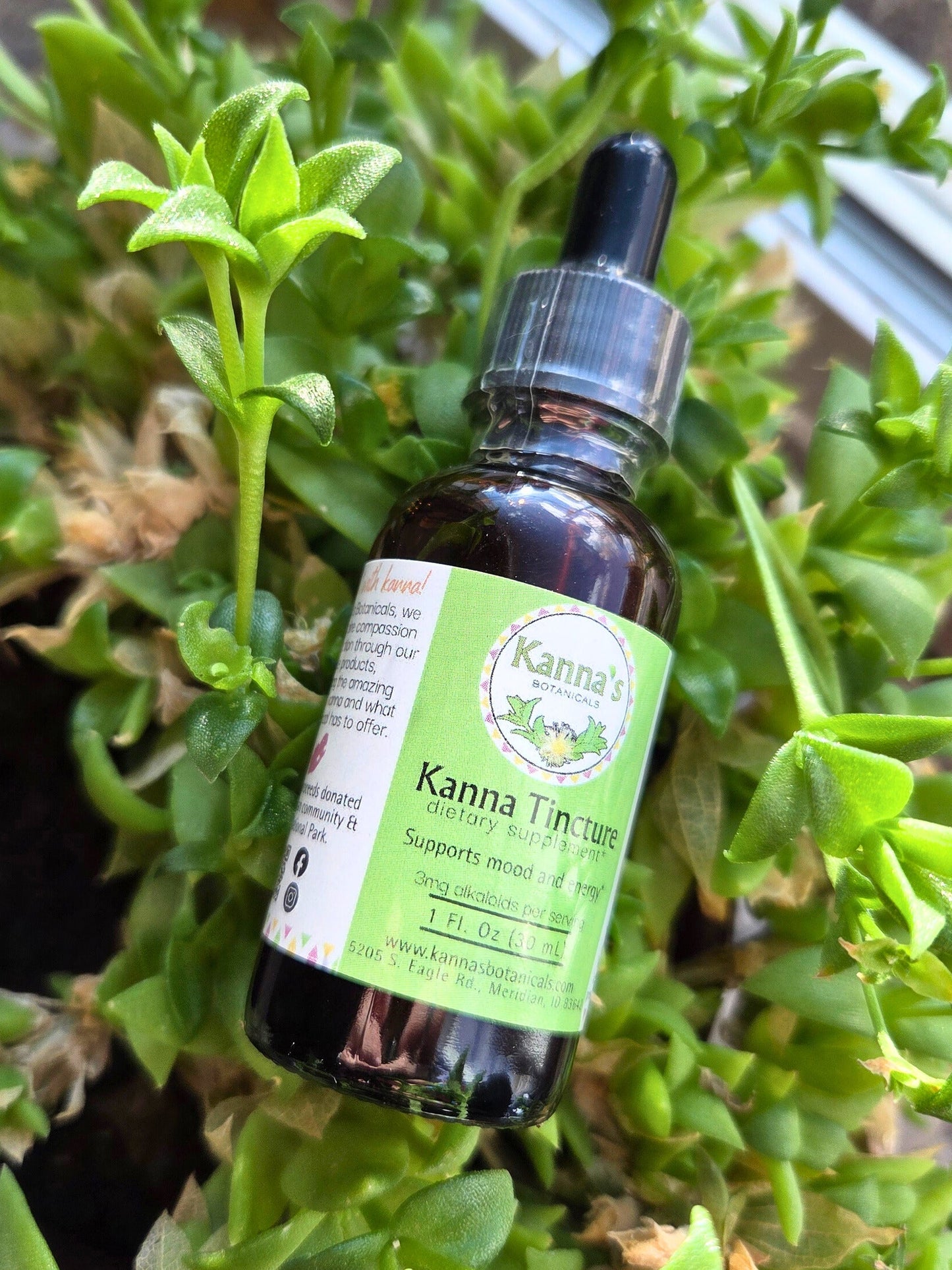 Kanna Full Spectrum Tincture (30mL Bottle) surrounded by green succulent like kanna plant in a red planter.
Product: Kanna Full Spectrum Tincture (30mL Bottle) 
- Kanna's Botanicals LLC