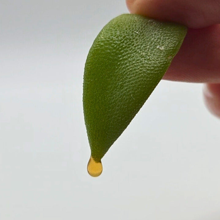 Hand holding a green succulent like kanna leaf with a amber drop of Kanna Full Spectrum Extract Tincture against a white background.

Product: Kanna Full Spectrum Tincture (30mL Bottle) 
- Kanna's Botanicals LLC 